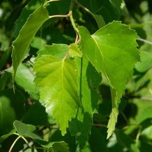 что делать если сохнет слизистая носа