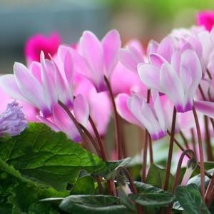 киста в носовой пазухе