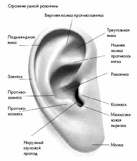 kozelok-bolit-pri-ukha-nadavlivanii
