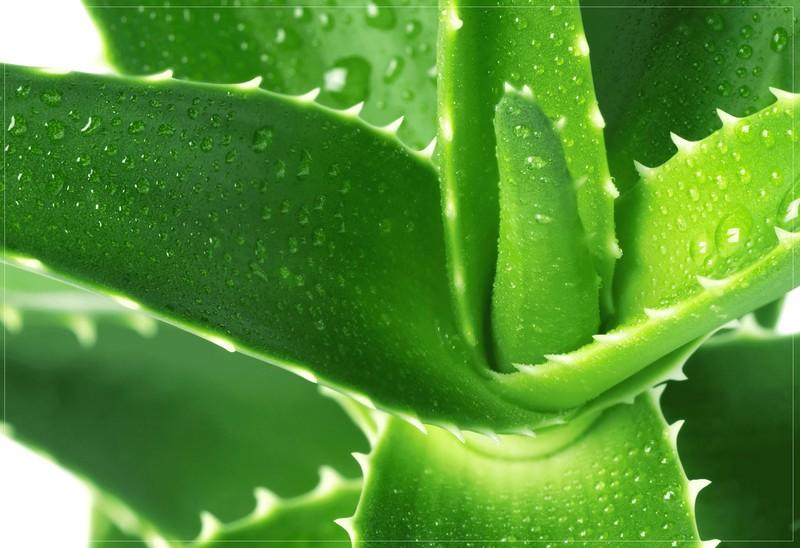 комаровский