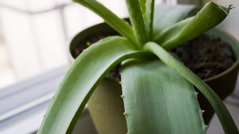 из алоэ сделать капли в нос