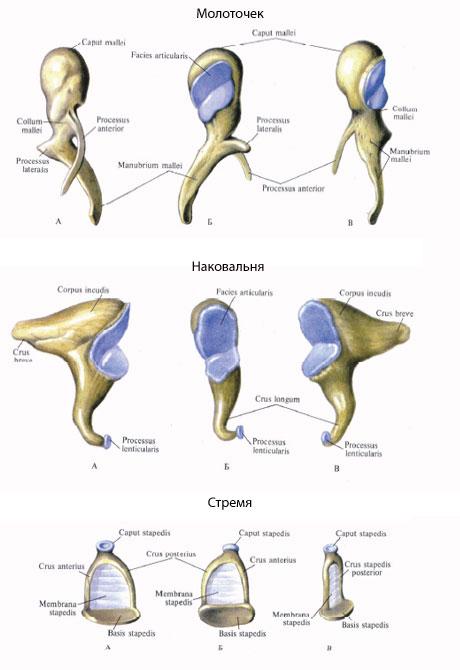 srednee-uho-funktsii