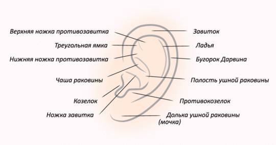 ухо фото