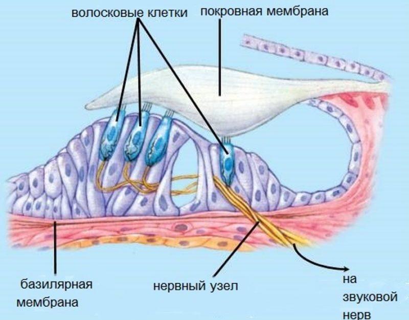 ушная улитка